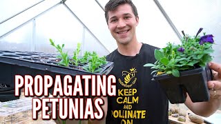 Easily Propagate Petunia Cuttings [upl. by Pedaias]