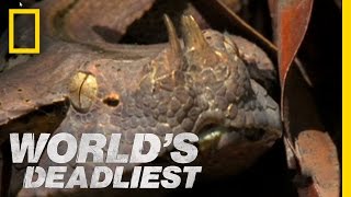 SixFoot Snake Ambushes Prey  Worlds Deadliest [upl. by Eclud984]