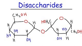 Disaccharides  Sucrose Maltose Lactose  Carbohydrates [upl. by Christoph281]