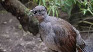 Lyrebird says quotNo sunblockquot [upl. by Retnuh]