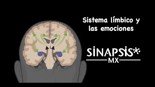 Sistema límbico [upl. by Eilraep]