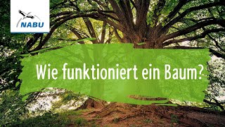 Wie funktioniert ein Baum [upl. by Eggett507]