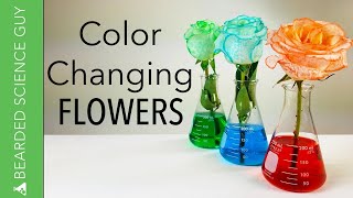 Color Changing Flowers Experiment Biology [upl. by Kimbra672]