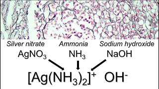 How to prepare ammoniacal silver [upl. by Pisarik]