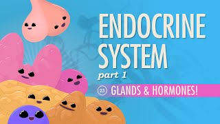 Endocrine System Part 1  Glands amp Hormones Crash Course Anatomy amp Physiology 23 [upl. by Fonville246]