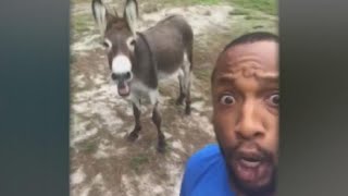 Singing donkey goes viral [upl. by Assiran817]