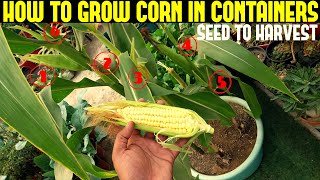 How To Grow Corn in Containers  WITH FULL UPDATES [upl. by Eteragram]