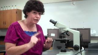 How to use a microscope and oil immersion [upl. by Akenot434]