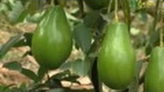 Primera Parte  Cómo cultivar Aguacate  Juan Gonzalo Angel  TvAgro [upl. by Ecikram]