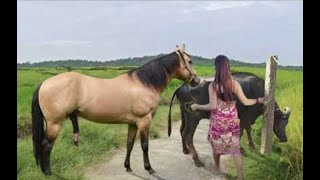 My sister training care her lovely horse in beginner 2021 [upl. by Pepito]