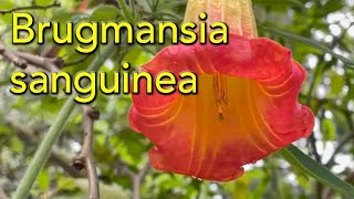 How to Grow Brugmansia sanguinia  The Red Angels trumpet [upl. by Newmann11]