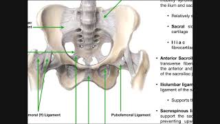 Knee bones and ligaments [upl. by Holland]