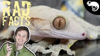 Crested Geckos  22 Stinkin Rad Facts [upl. by Ymmik]