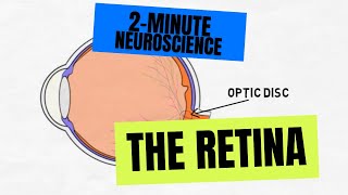 2Minute Neuroscience The Retina [upl. by Enyawal]