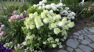 Bobo® Hydrangea [upl. by Mellitz]