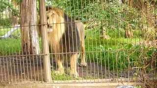 Asian lion roaring scaring a child It is Panthera Leo Persica or P Leo Leo [upl. by Chuch829]