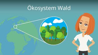 Ökosystem Wald einfach erklärt  Stockwerke Aufbau und Baumarten [upl. by Treblig]