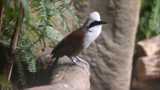 Whitecrested laughing thrush call [upl. by Haroldson424]