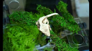 EVERYTHING you need to know about housing crested geckos [upl. by Amikay867]