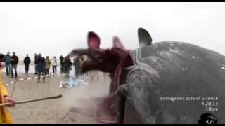 Whale Carcass Explodes on Dutch Beach [upl. by Erelia]