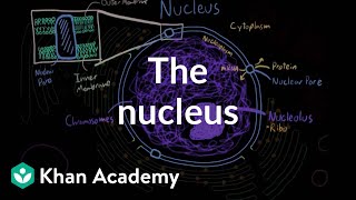 The nucleus  Cells  MCAT  Khan Academy [upl. by Romilda]