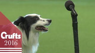 Freestyle Heelwork To Music Competition  Part 1  Crufts 2016 [upl. by Valentina]