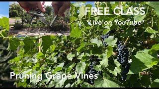 Class Pruning Grape Vines Beginners Guide [upl. by Radley]