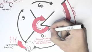 Cell Cycle Overview Interphase [upl. by Onailerua]