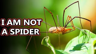 Opiliones facts theyre also known as daddy long legs  Animal Fact Files [upl. by Carpio]