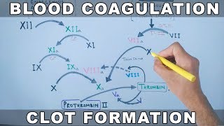 Coagulation Cascade  Intrinsic and Extrinsic Pathway [upl. by Tahp666]