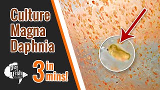 How to culture DAPHNIA MAGNA  The easy way [upl. by Cletis]