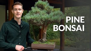 Pine Bonsai trees Pinus [upl. by Mendy]