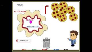 Entamoeba histolytica [upl. by Letti203]