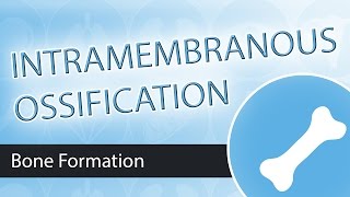 Intramembranous Ossification [upl. by Notserp]