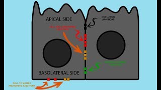 Epithelial Cell JUNCTIONS [upl. by Nytsirt]