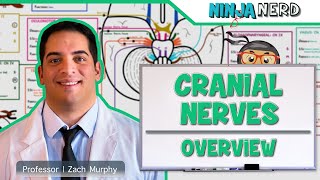 Neurology  Cranial Nerves Overview [upl. by Tirrell]