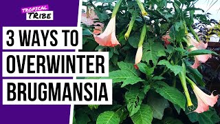 How to over winter Brugmansia plants Angel Trumpets [upl. by Muhan]