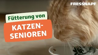 Fütterung Katzensenioren  Die richtige Ernährung [upl. by Ebonee]