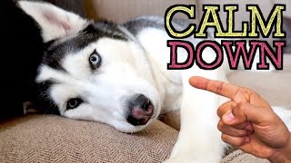 5 Amazing Tricks To Calm Your Husky Down [upl. by Reiser]