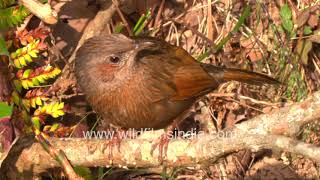 Streaked Laughing Thrush  a cheery bird of the Himalaya [upl. by Enelad915]