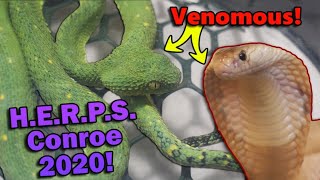 We Attend a VENOMOUS Reptile Show [upl. by Anahsek]