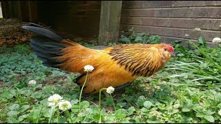 Belgian Bearded d Anver Bantam [upl. by Arahc]