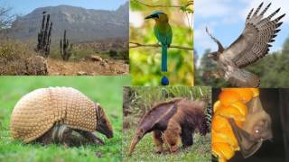 BIODIVERSIDAD DEL ECUADOR [upl. by Alaaj]