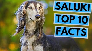 Saluki  TOP 10 Interesting Facts [upl. by Annerahs]