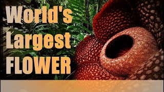 Worlds LARGEST FLOWER  Rafflesia Arnoldii [upl. by Ezeerb]