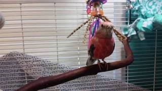 Rosey Bourke Parakeet SingingquotTalkingquot [upl. by Ziwot]