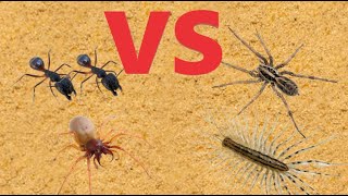 Woodlouse Spider VS Wolf Spider VS House Centipede VS 2 Soldier Ants [upl. by Assirec]