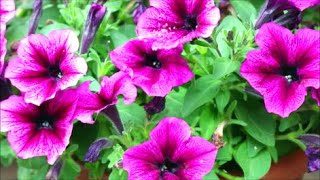 How to Grow Petunias from Seed [upl. by Murry]