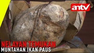 ANTV Nelayan Temukan Muntahan Ikan Paus [upl. by Okikuy]