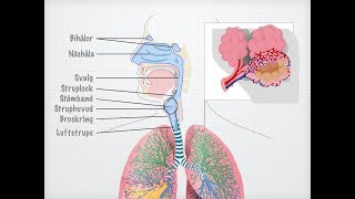 Människans andningsorgan gammal [upl. by Theodoric]
